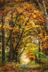 wonderful autumn in the forest