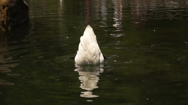 White swan on the surface of the lake dips its head under the water