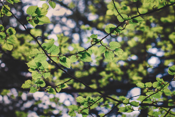 Beautiful nature of Georgia