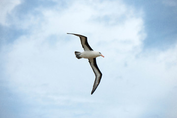 Portrait shots of different species of birds in Antarctica