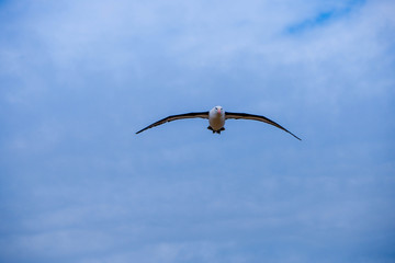 Portrait shots of different species of birds in Antarctica