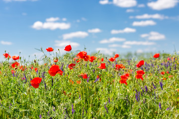 Summer flowers close-up. Amazing blue sky and colorful meadow flowers. 