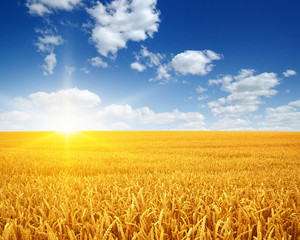 Wheat field and sun