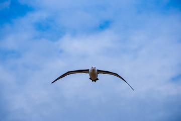 Portrait shots of different species of birds in Antarctica
