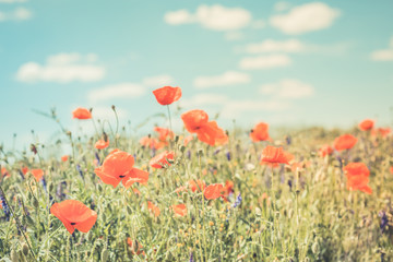 Summer flowers close-up. Amazing blue sky and colorful meadow flowers. 