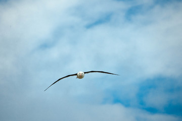 Portrait shots of different species of birds in Antarctica