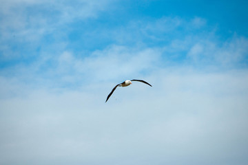 Portrait shots of different species of birds in Antarctica
