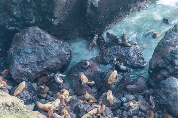 Fototapeta na wymiar a lot of sea lion on in sea lion cave, Oregon coast,OR,usa.