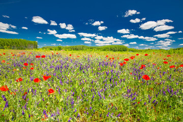 Summer flowers, red poppy flowers and meadow field. Beautiful summer field landscape.