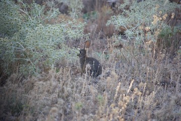 un conejo salvaje escondido entre la maleza en Castilla la mancha 