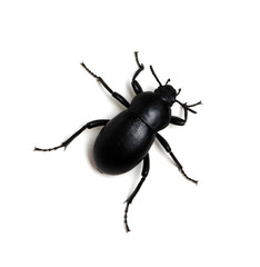 black beetle on white