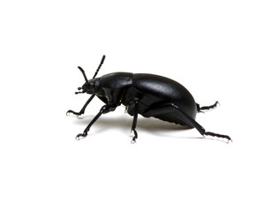 black beetle on white