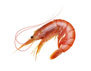  tiger shrimp isolated on white background