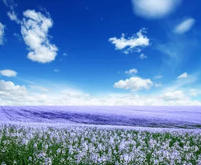 Fotobehang Jeansblauw Lente bloemen veld