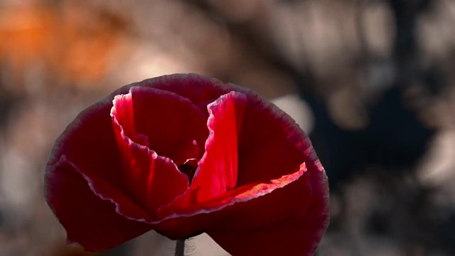 Poppy cultivation. A large red poppy with a white border. A light breeze drives the poppy. The flower is odorless.