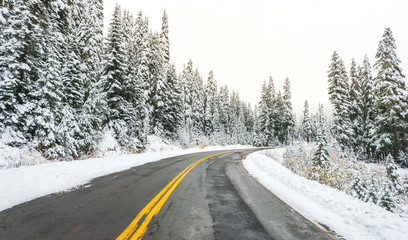 scenic view of the road in the forest with snow covered.