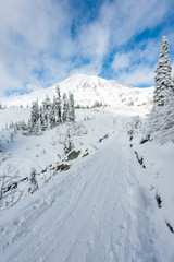 Fototapeta na wymiar a path cover with snow in paradise area,scenic view of mt Rainier National park,Washington,USA.