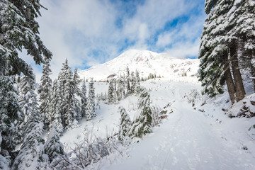 a path cover with snow in paradise area,scenic view of mt Rainier National park,Washington,USA.