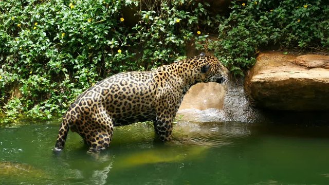 4k video of Two jaguar playing and swimming in pond