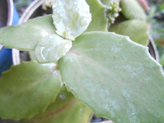 leaves of  jade plant full of water drops