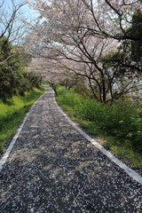 Fototapeta na wymiar 桜の花落花の道
