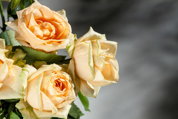 Pastel pink roses on grey.