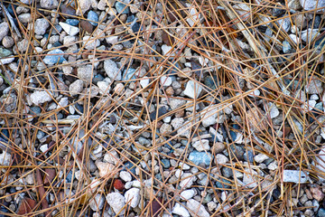 Background of stones and dry cedar needles.