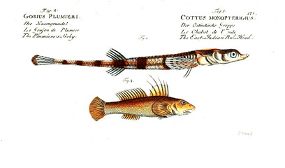 Illustration of fish