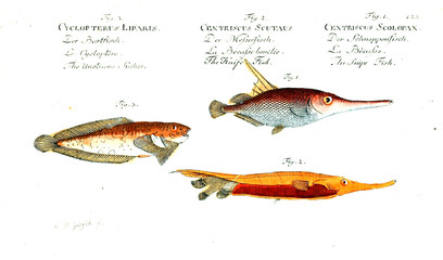 Illustration of fish