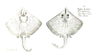 Illustration of fish