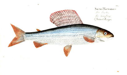 Illustration of fish