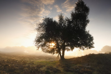 Naklejka premium piękny mglisty wschód słońca za drzewem