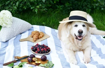 Photo sur Plexiglas Pique-nique Pique-nique avec chien Golden Retriever Labrador Style Instagram nourriture fruits boulangerie baies herbe verte heure d& 39 été fond de repos lumière du soleil