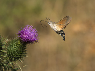 Ein bunter Schmetterling fliegt zu einer violett blühenden Blume.