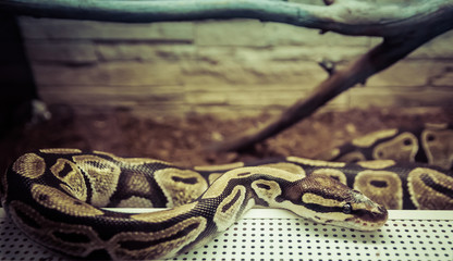 Royal Python in the terrarium close-up