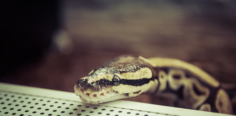 Royal Python in the terrarium close-up