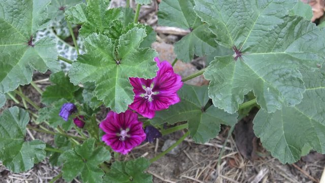 Closeup Malva mauritiana. Blossoming moorish mallow. Medicinal herb. 
