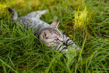 Gray kitten lies on the grass
