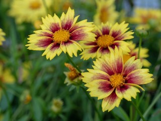 Yellow and Violet Flowers