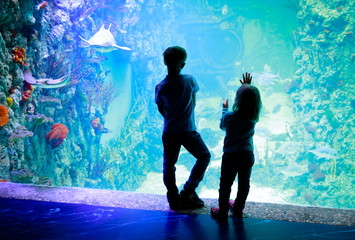 kids-boy and girl- watching fishes in aquarium