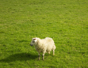 Naklejka na ściany i meble sheep cup on the green grass