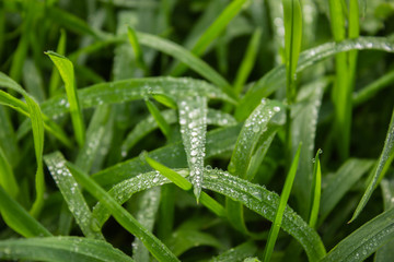 Fototapeta na wymiar green grass after rain