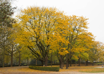 alley of trees with yellow leaves and green grass