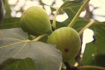 Feigen am Baum Kroatien