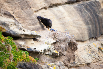 Portrait shots of different species of birds in Antarctica