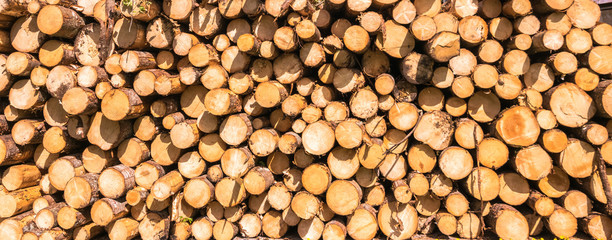 Wonderful nature, Logs, Triglav National Park near Ukanc and Waterfall Slap Savica, Bohinj Valley and Lake, Upper Carniolan, Slovenia, Europe