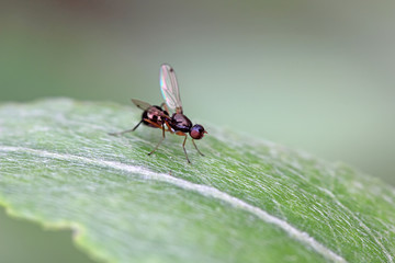 send flies