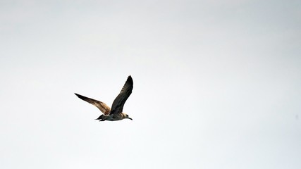 Seagulls is flying. Black Sea in Sochi