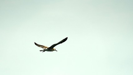 Seagulls is flying. Black Sea in Sochi