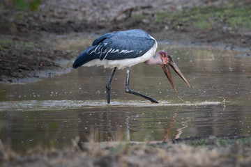 Marabou stork